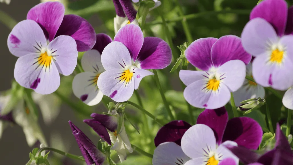 Creative Pansy Landscaping Ideas