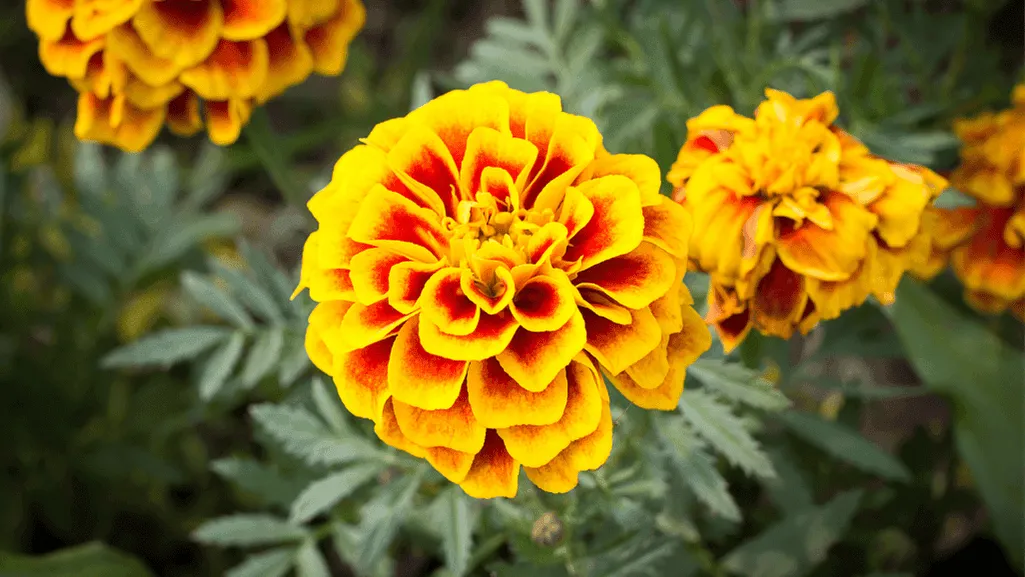 Day of the Dead Flower