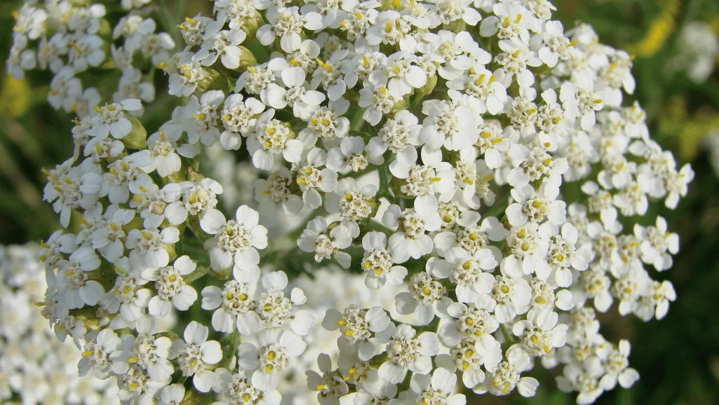 Deer-resistant white yarrow in a garden