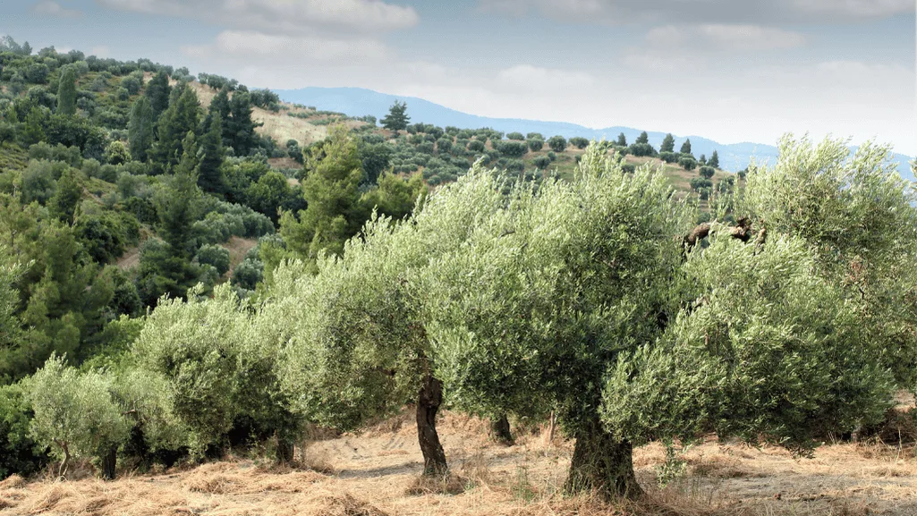 Diverse Olive Tree Varieties