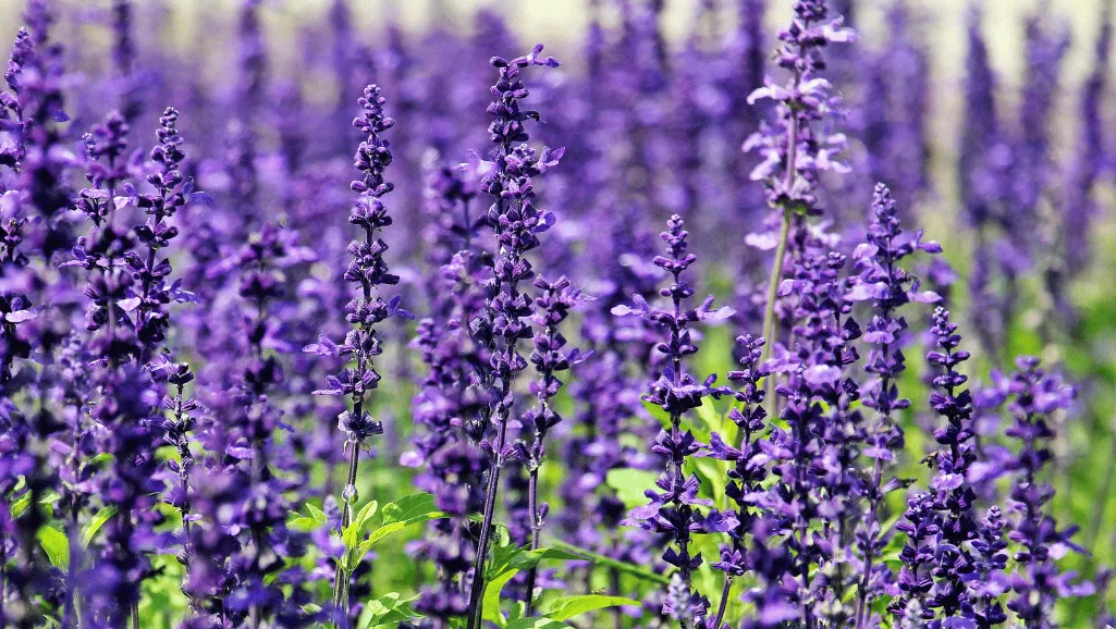 Diverse lavender species
