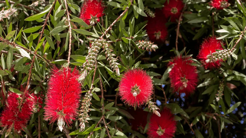 Drought tolerant tree callistemon