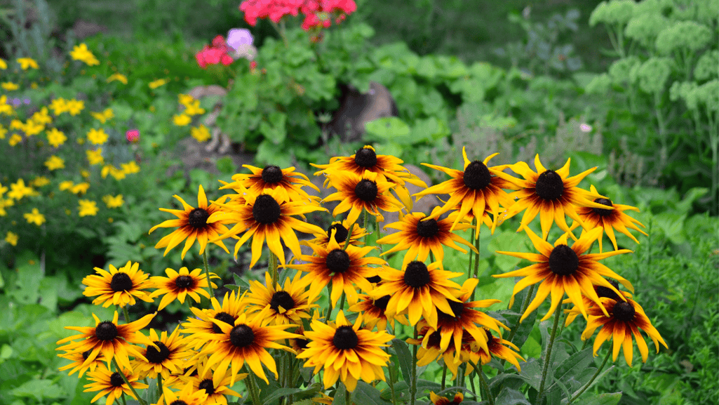 Early-blooming yellow wildflowers