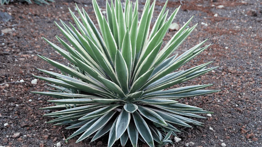 Effective Yucca Plant Watering Techniques