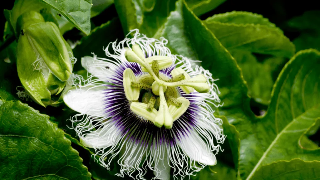 Exotic passion flowers
