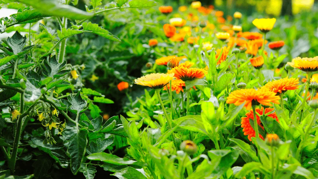 gardening tips with marigolds and tomatoes