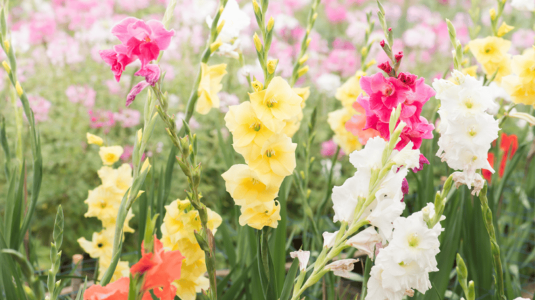 Gladiolus Flower