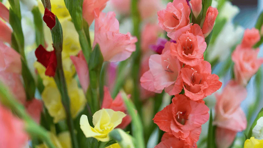 Gladiolus Growing Tips for a Vibrant Garden