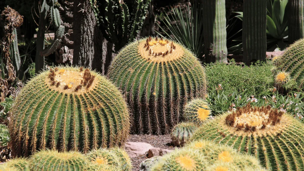 Golden Barrel Cactus Conservation