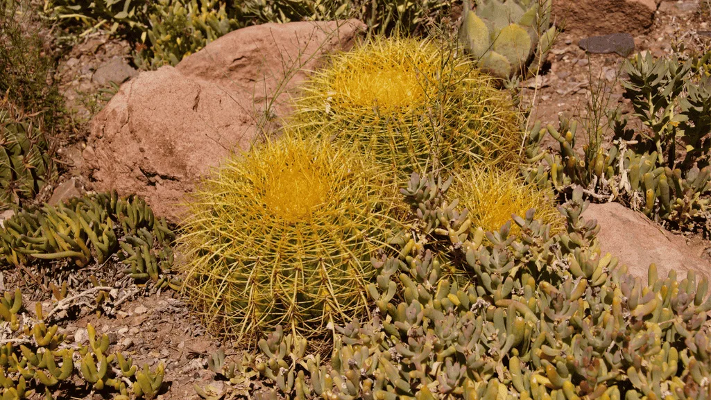 Golden Barrel Cactus in Arid Landscape