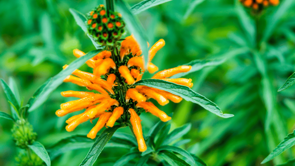 Growing and Propagating Lion's Tail Plant