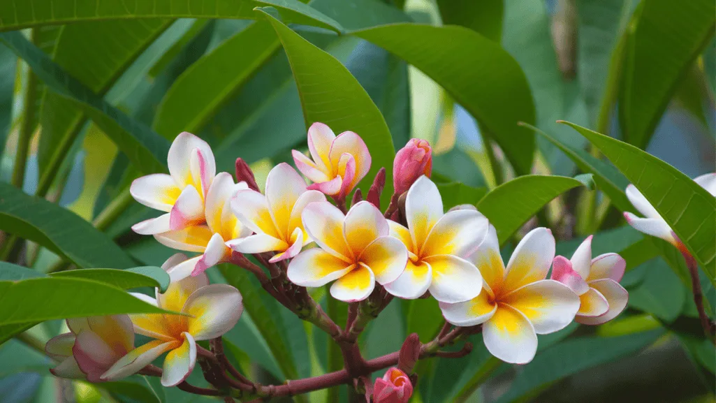 Growing plumerias in a tropical garden