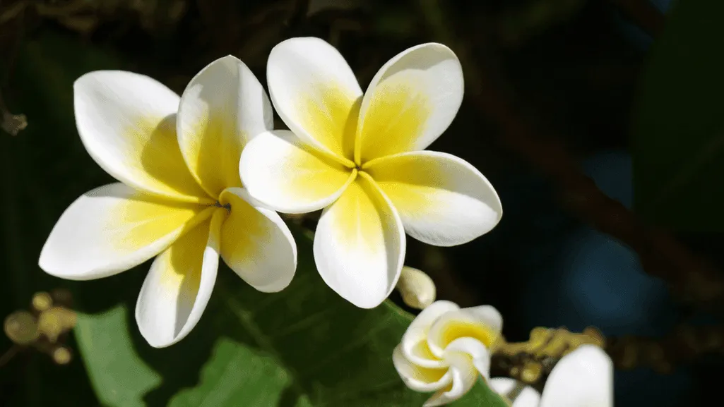Hawaiian plumerias