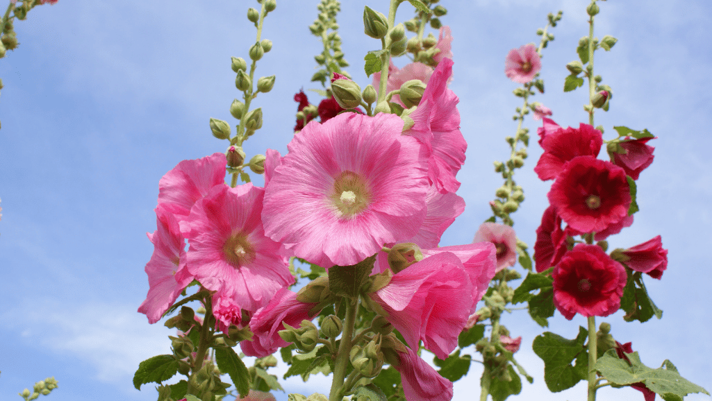 Hollyhock Plants