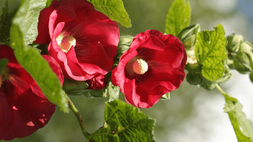 Hollyhock Pruning Guidelines