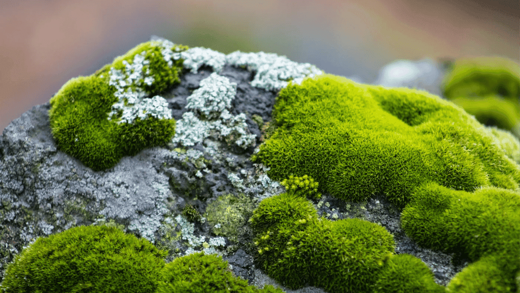 Impact of climate change on tundra mosses