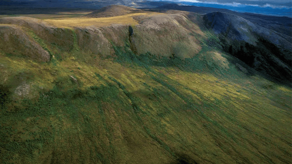 Impact of climate change on tundra mosses