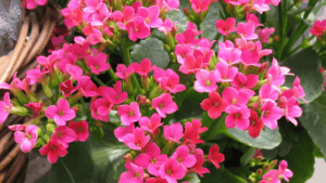 Indoor Flowers Planting