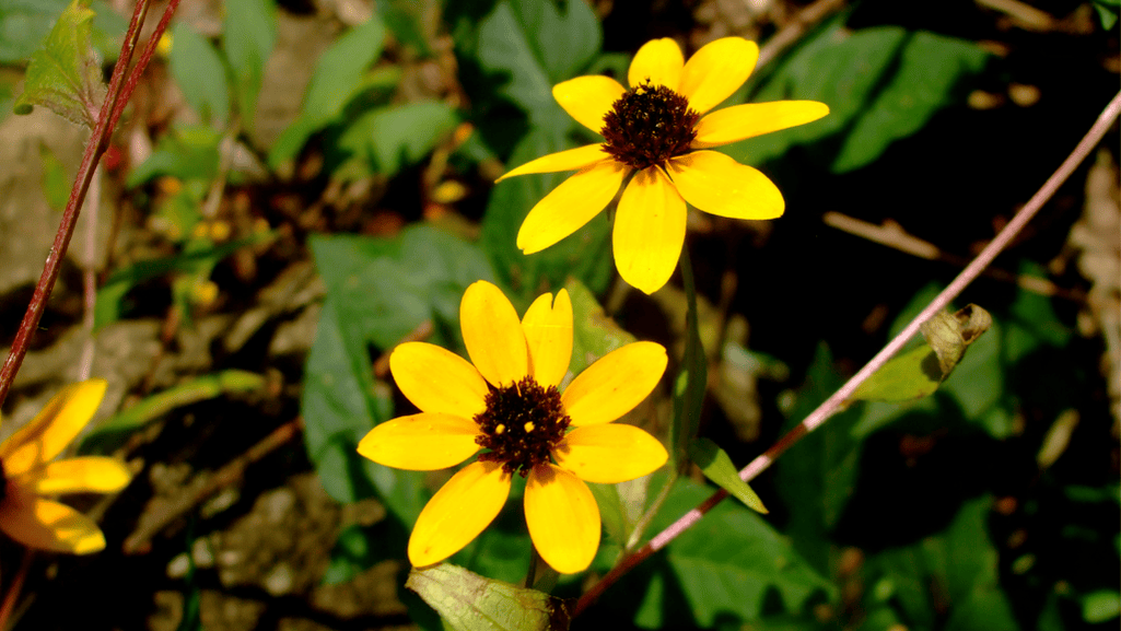 Late summer blooms of Black Eyed Susans