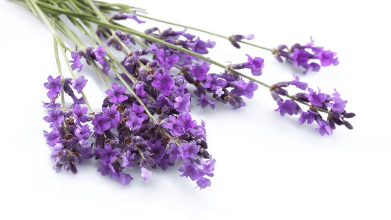 Discover the Enchanting World of Lavender Types 1 Lavender Types