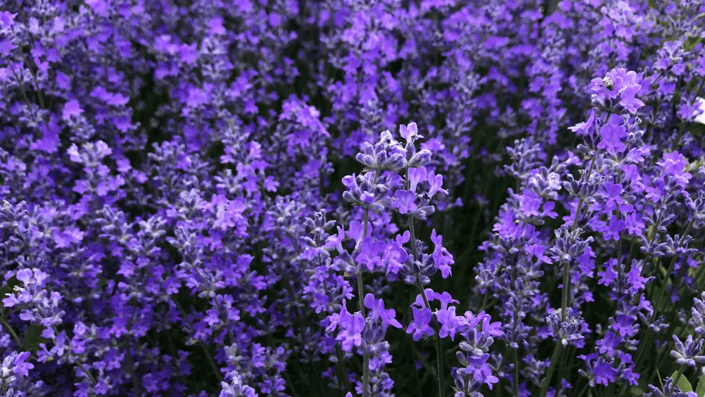 Lavender cultivation in a beautiful garden