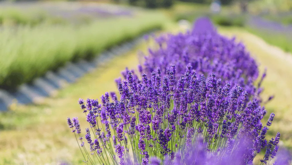 Lavender farming USA