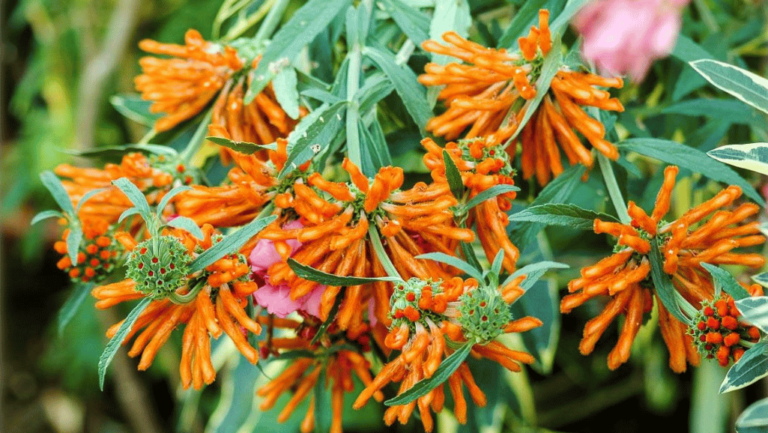 Lion’s Tail Plant