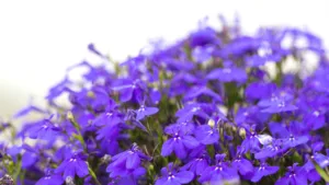 Lobelia Erinus