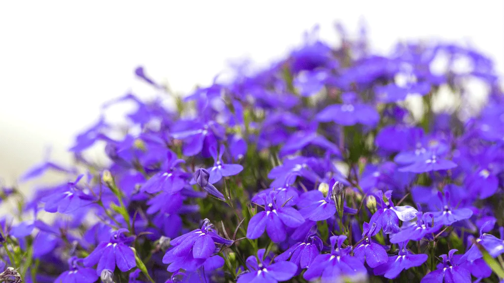 Lobelia Erinus: Charming Blue Flowers for Your Garden 1 Lobelia Erinus