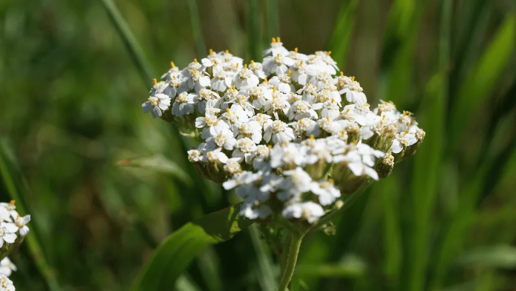 Long blooming white yarrow flowers in a garden