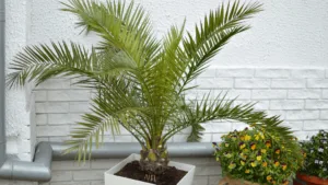 Majesty Palm