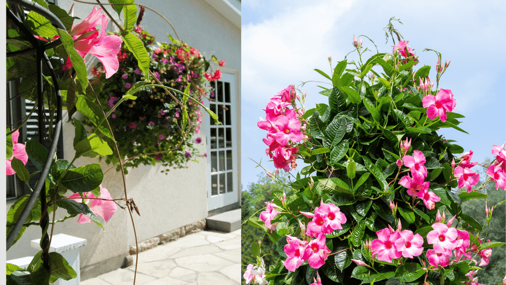 Mandevilla plant in a hanging basket