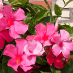 Mandevilla Plants