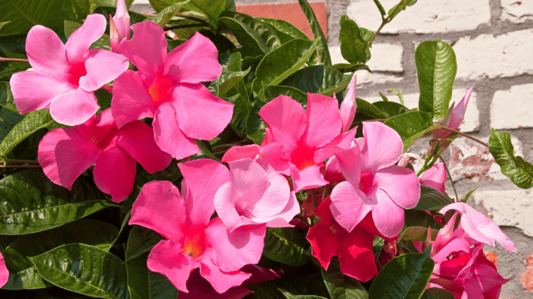 Mandevilla Plants