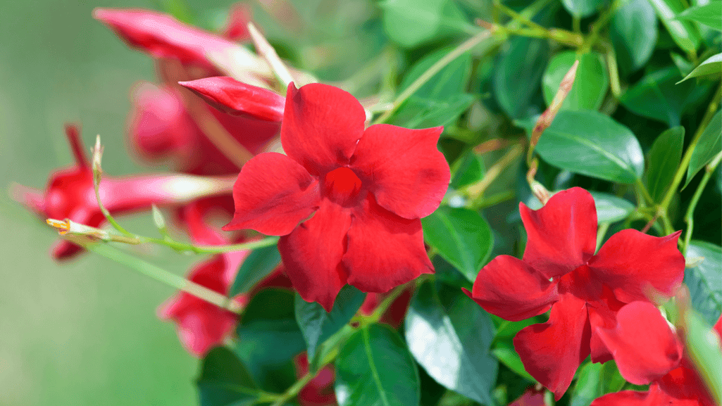 Mandevilla climbing vine in a garden