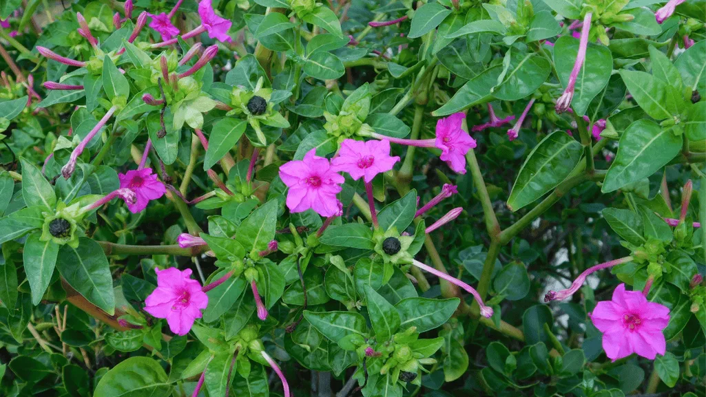 Marvel of peru flower