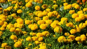 Mexican Marigold