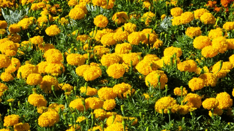 Mexican Marigold