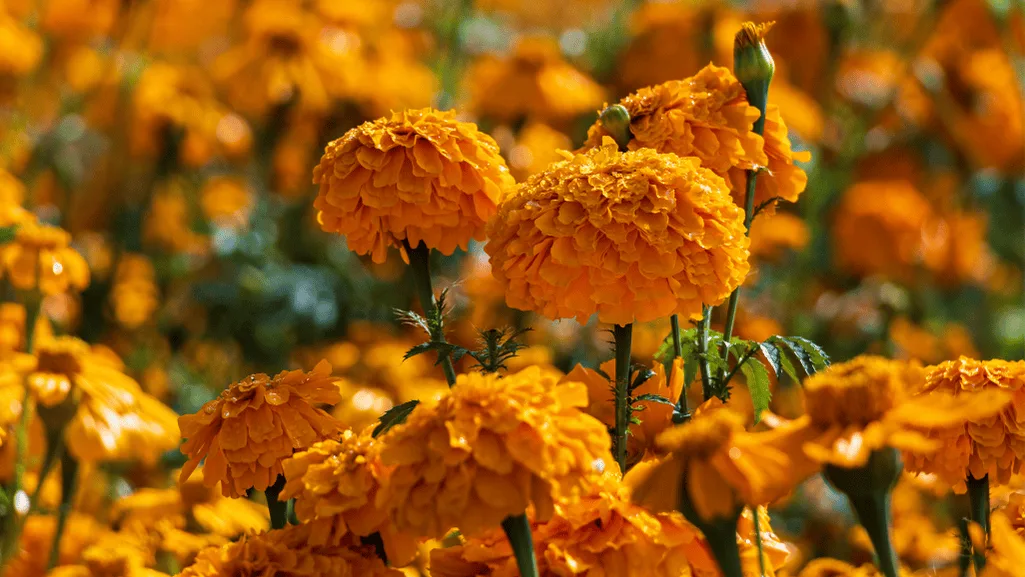 Mexican Marigold Care Tips