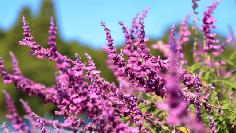 Mexican bush sage