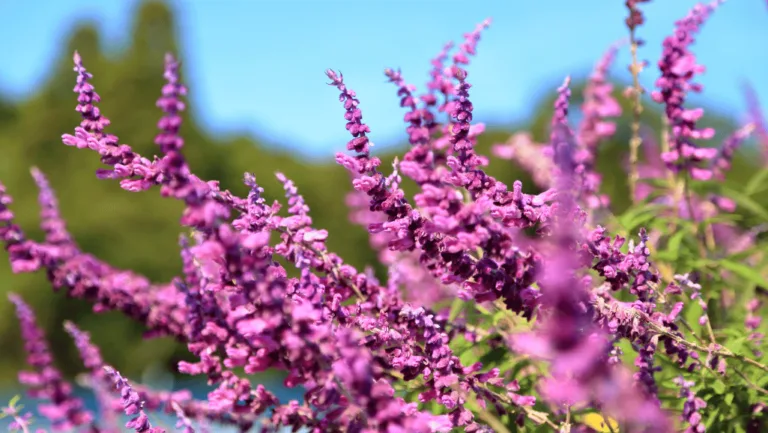 Mexican Bush Sage: Vibrant Purple Perennial for Gardens 49 Mexican bush sage
