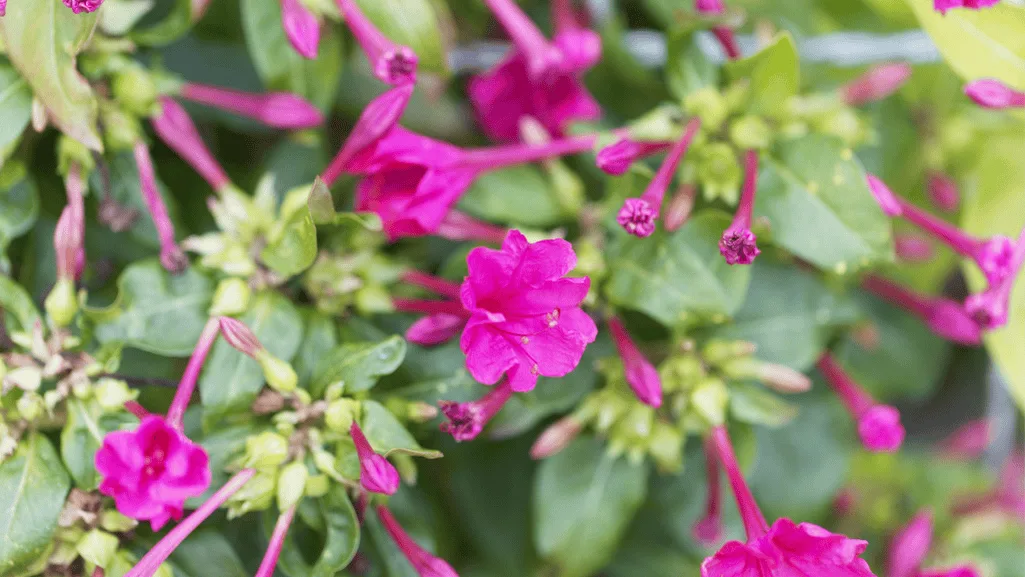Mirabilis jalapa flowers