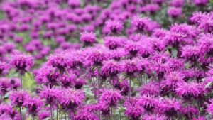 Monarda Flower