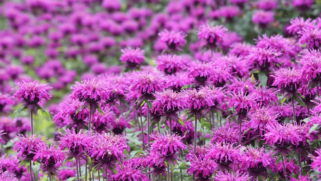 Monarda Flower: Colorful Bee Balm for Your Garden 1 Monarda Flower
