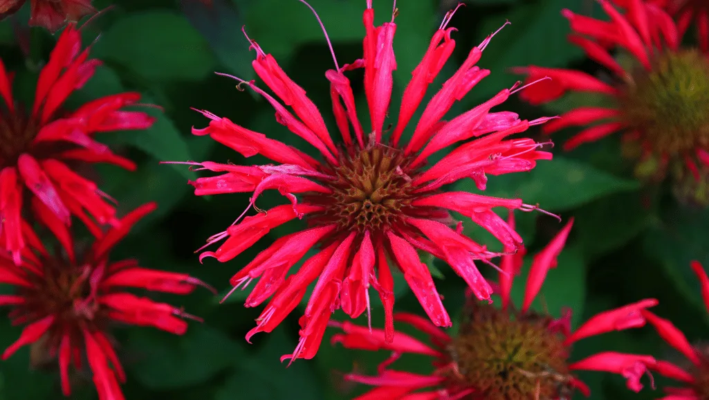 Monarda Varieties