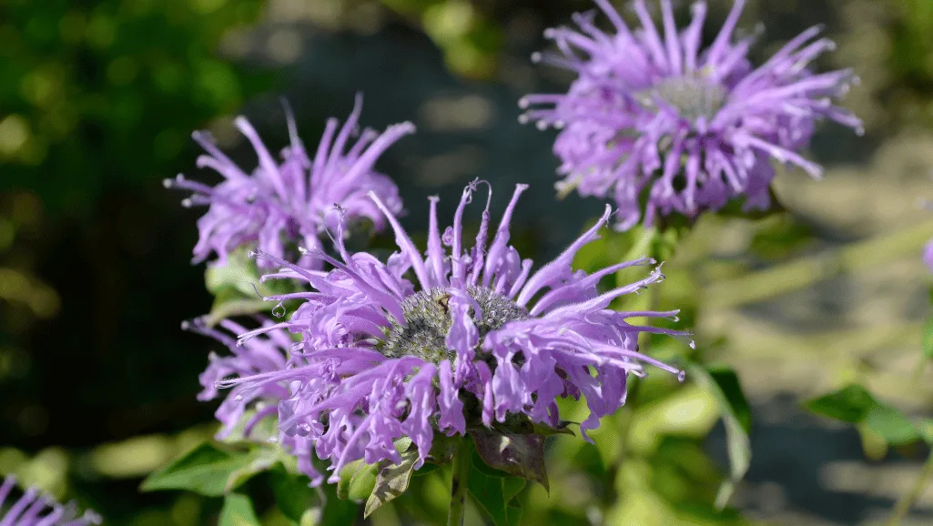 Monarda plants in optimal conditions