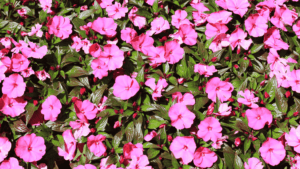 New guinea impatiens