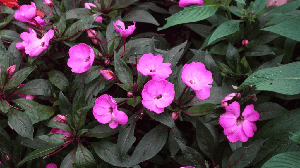 New Guinea Impatiens in a Shade Garden