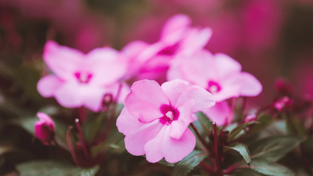 New Guinea Impatiens