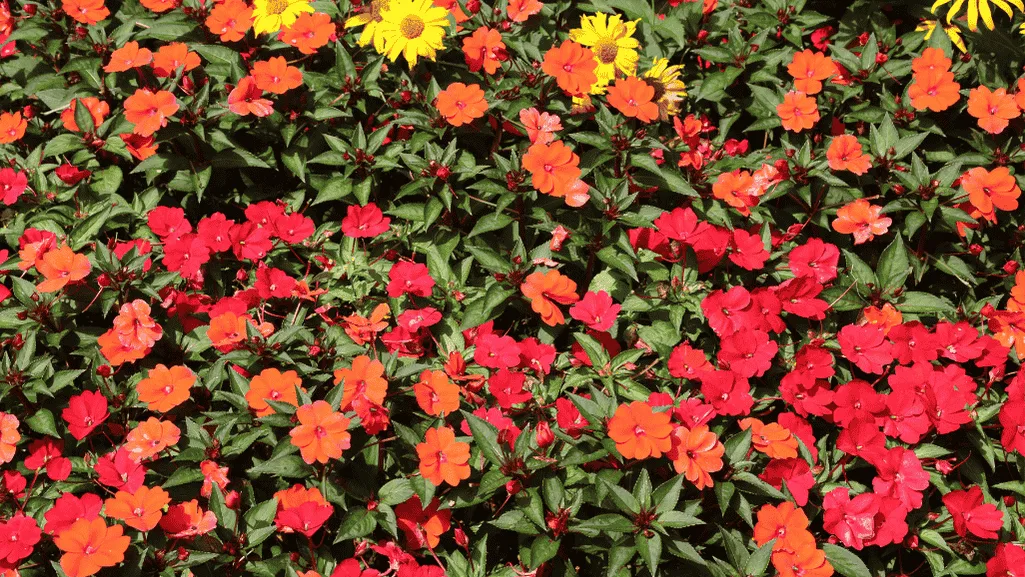 Colorful Impatiens Landscaping